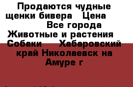 Продаются чудные щенки бивера › Цена ­ 25 000 - Все города Животные и растения » Собаки   . Хабаровский край,Николаевск-на-Амуре г.